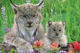 Image result for Lancashire Lynx