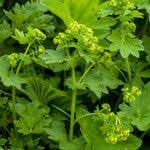 Attēlu rezultāti vaicājumam “Alchemilla subcrenata  flower”