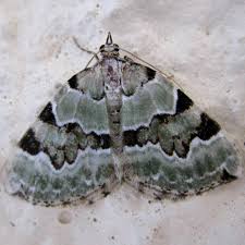 Attēlu rezultāti vaicājumam “Colostygia pectinataria female”