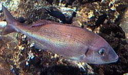 Image result for Pagrus auratus