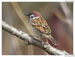 Attēlu rezultāti vaicājumam “Passer montanus adult”