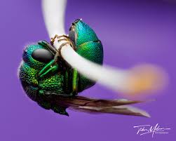 Attēlu rezultāti vaicājumam “Chrysididae”