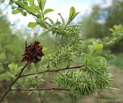 Attēlu rezultāti vaicājumam “Rhabdophaga rosaria”