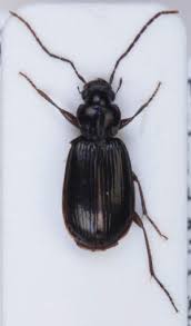 Attēlu rezultāti vaicājumam “Badister bullatus”