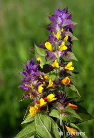 Attēlu rezultāti vaicājumam “Melampyrum nemorosum”