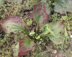 Attēlu rezultāti vaicājumam “Plantago major leaf”