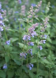 Image result for Nepeta cataria
