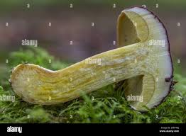 Attēlu rezultāti vaicājumam “Xerocomus pruinatus”