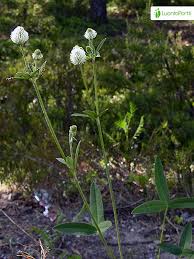 Attēlu rezultāti vaicājumam “Trifolium montanum fruit”