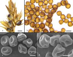 Attēlu rezultāti vaicājumam “Microbotryum tragopogonis - pratensis”