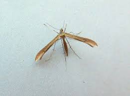 Attēlu rezultāti vaicājumam “Stenoptilia pterodactyla”