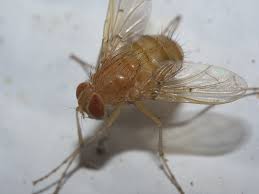 Attēlu rezultāti vaicājumam “Oecetis ochracea”