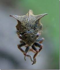 Attēlu rezultāti vaicājumam “Centrotus cornutus”