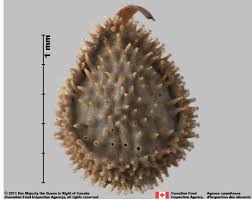 Attēlu rezultāti vaicājumam “Cynoglossum officinale fruit”