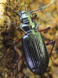 Attēlu rezultāti vaicājumam “Nebria livida”