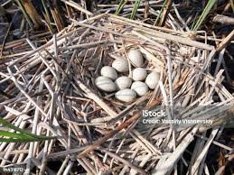 Attēlu rezultāti vaicājumam “Fulica atra eggs”