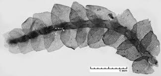 Attēlu rezultāti vaicājumam “Calypogeia”