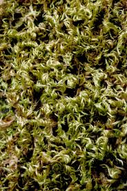 Attēlu rezultāti vaicājumam “Homalothecium sericeum”