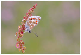 Attēlu rezultāti vaicājumam “Aricia artaxerxes”