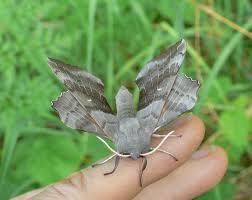 Attēlu rezultāti vaicājumam “Laothoe populi”