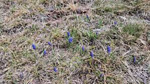 Attēlu rezultāti vaicājumam “Muscari botryoides leaf”