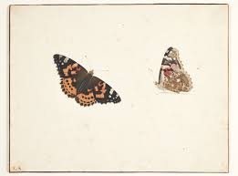 Attēlu rezultāti vaicājumam “Vanessa cardui upperside”