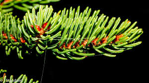 Attēlu rezultāti vaicājumam “Collaria rubens stalked”