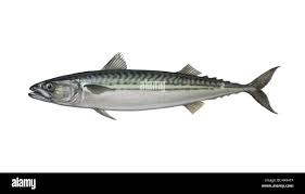 Image result for Scomber scombrus