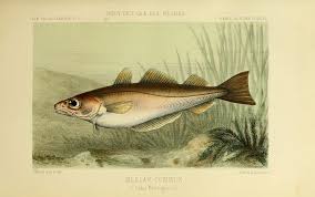 Image result for Merlangius merlangus