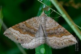 Attēlu rezultāti vaicājumam “Scotopteryx chenopodiata”