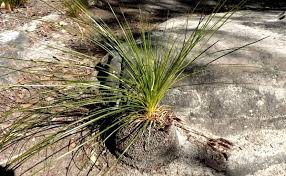 Attēlu rezultāti vaicājumam “Xanthorrhoeaceae”
