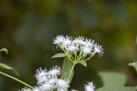 Attēlu rezultāti vaicājumam “Angelica sylvestris flower”