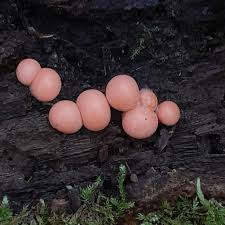 Attēlu rezultāti vaicājumam “Lycogala cf. fossiculatum macro”