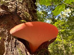 Attēlu rezultāti vaicājumam “Fistulina hepatica”