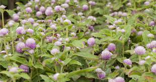 Image result for Kugelamarant