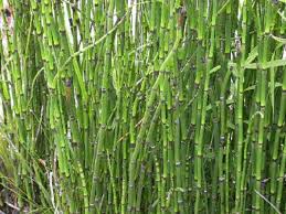 Attēlu rezultāti vaicājumam “Equisetum”