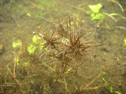 Attēlu rezultāti vaicājumam “Najas tenuissima”