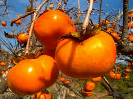 Image result for sharon fruit