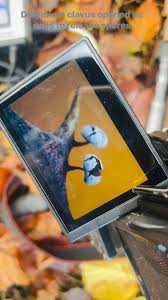 Attēlu rezultāti vaicājumam “Didymium clavus”