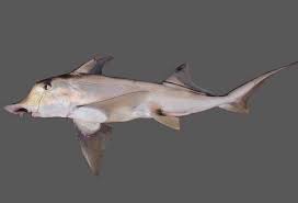 Image result for Callorhinchus capensis