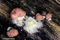 Attēlu rezultāti vaicājumam “Physarum luteolum young”