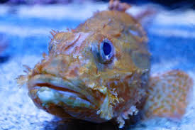 Image result for Scorpaena porcus