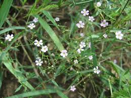 Attēlu rezultāti vaicājumam “Gypsophila muralis fruit”