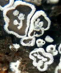 Attēlu rezultāti vaicājumam “Lachnella alboviolascens”