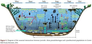 Image result for Alosa pseudoharengus