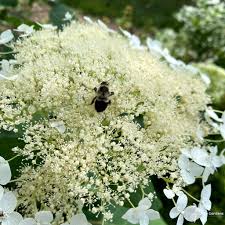 Attēlu rezultāti vaicājumam “Hydrangea arborescens”