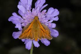 Attēlu rezultāti vaicājumam “Ochlodes sylvanus male”