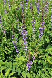 Attēlu rezultāti vaicājumam “Galega orientalis leaf”