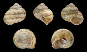 Attēlu rezultāti vaicājumam “Helix pomatia”