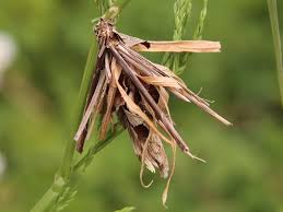 Attēlu rezultāti vaicājumam “Canephora hirsuta larva”